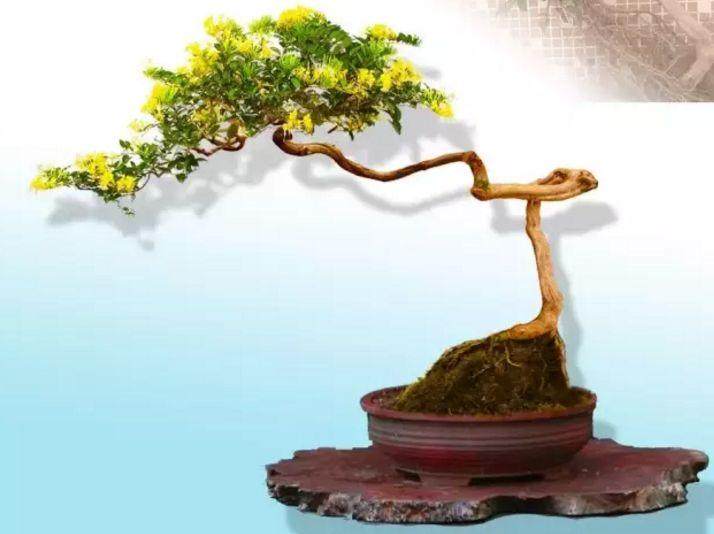 金银花盆景该如何上盆、造型?