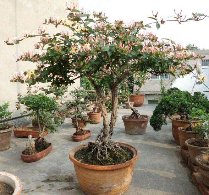 金银花盆景该如何上盆、造型?