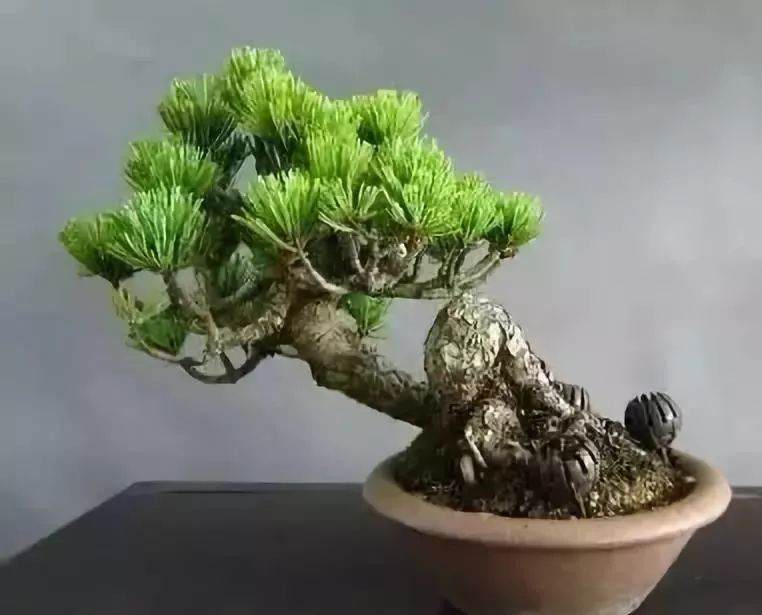 如何管理新上盆的五针松盆景?