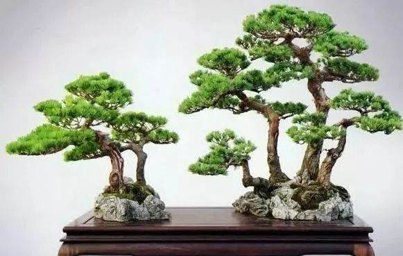 如何管理新上盆的五针松盆景?