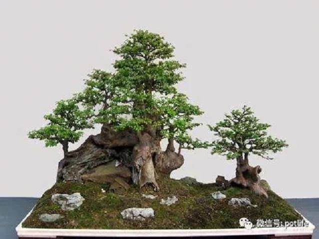 黄杨盆景的上盆技巧如下所示