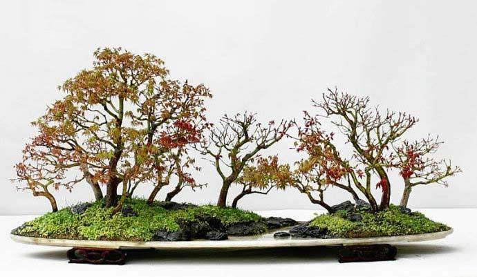 自制生根剂 给盆景上盆时使用 非常好