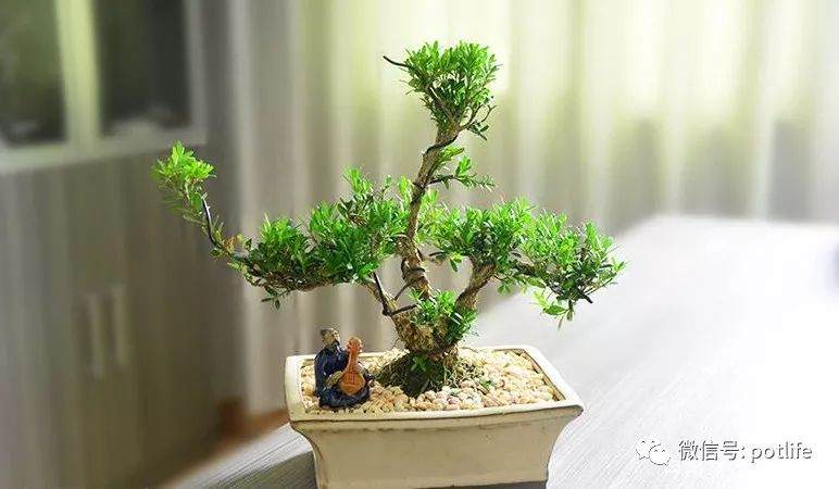 通过这2步 才能进行最好的盆景修剪整姿