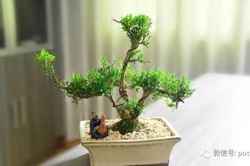 通过这2步 才能进行最好的盆景修剪整姿