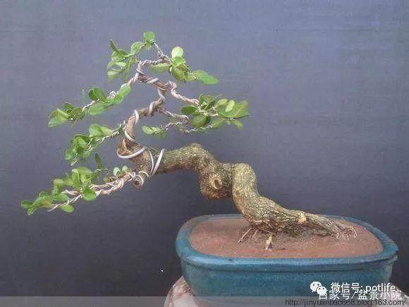 扦插完后 通过这3个步骤 进行盆景上盆