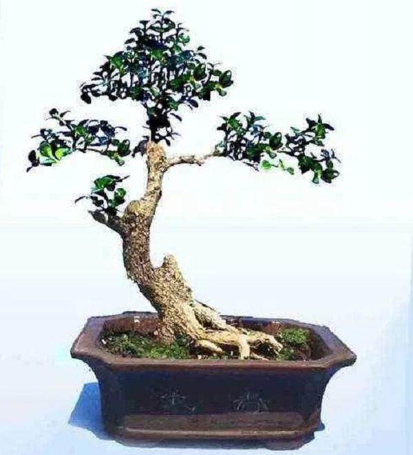 如何对扦插繁殖的黄杨盆景进行上盆?