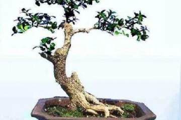 如何对扦插繁殖的黄杨盆景进行上盆