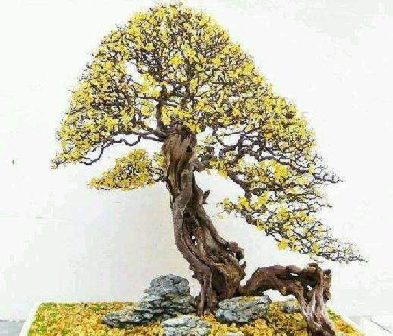 雀梅盆景采桩 上盆的6个步骤