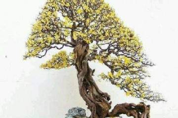 雀梅盆景采桩 上盆的6个步骤