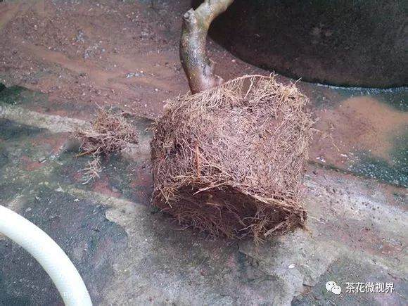 图解 茶花盆景的洗根提根上盆的11个过程