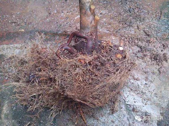 图解 茶花盆景的洗根提根上盆的11个过程