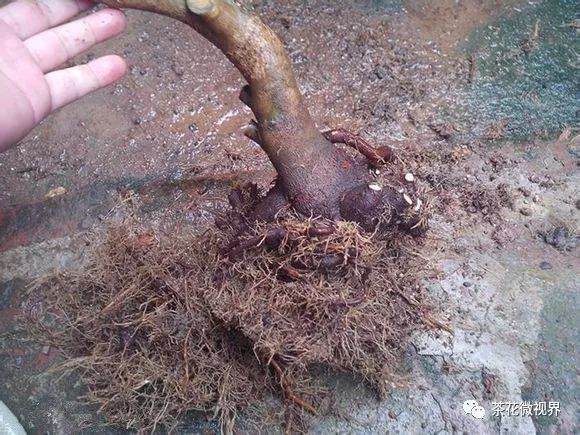 图解 茶花盆景的洗根提根上盆的11个过程