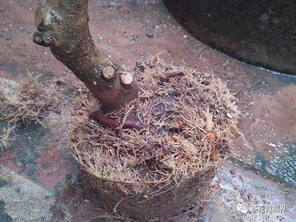 图解 茶花盆景的洗根提根上盆的11个过程