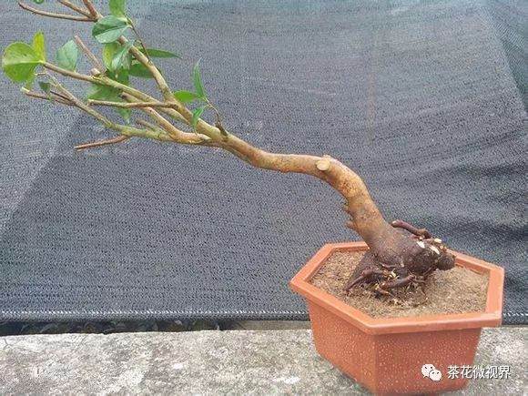 图解 茶花盆景的洗根提根上盆的11个过程