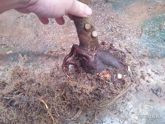 图解 茶花盆景的洗根提根上盆的11个过程