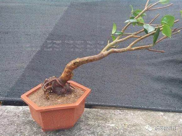 图解 茶花盆景的洗根提根上盆的11个过程