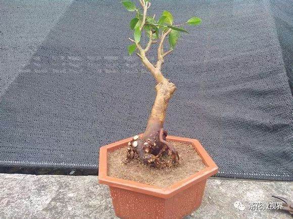 图解 茶花盆景的洗根提根上盆的11个过程