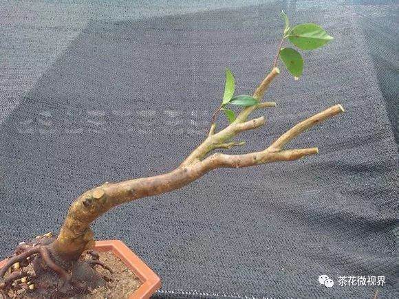 图解 茶花盆景的洗根提根上盆的11个过程