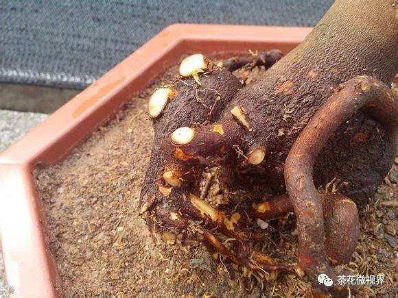 图解 茶花盆景的洗根提根上盆的11个过程
