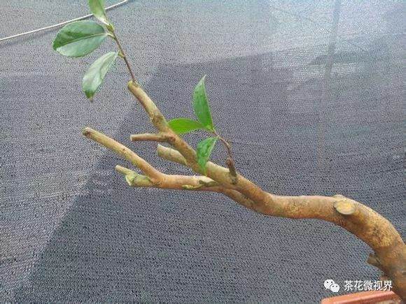 图解 茶花盆景的洗根提根上盆的11个过程