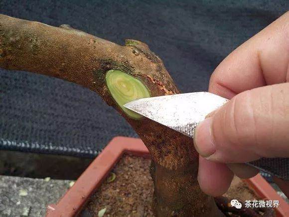 图解 茶花盆景的洗根提根上盆的11个过程
