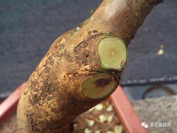 图解 茶花盆景的洗根提根上盆的11个过程