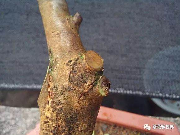 图解 茶花盆景的洗根提根上盆的11个过程