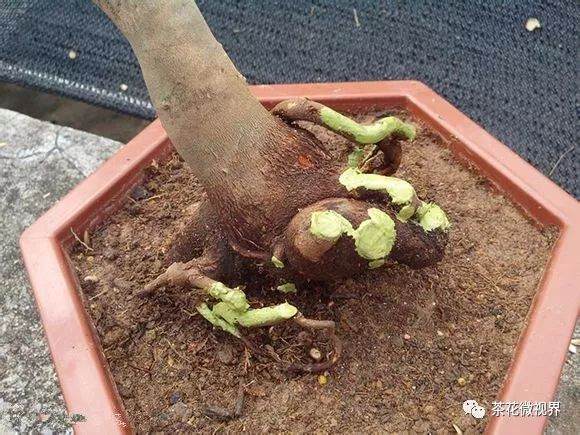 图解 茶花盆景的洗根提根上盆的11个过程
