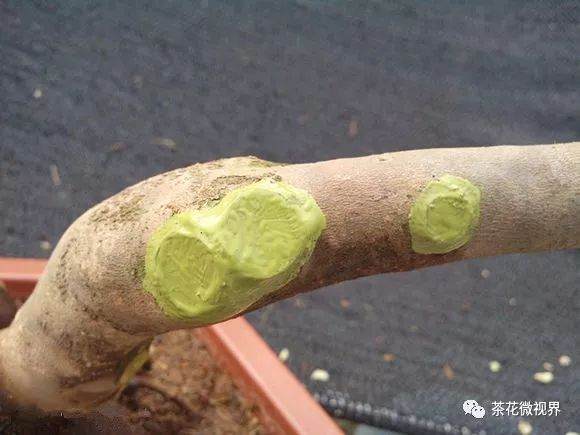 图解 茶花盆景的洗根提根上盆的11个过程