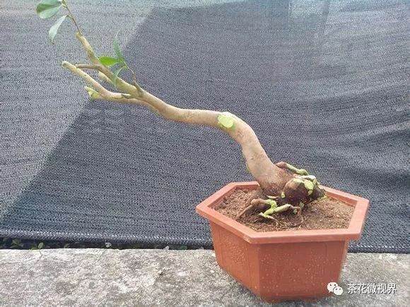 图解 茶花盆景的洗根提根上盆的11个过程