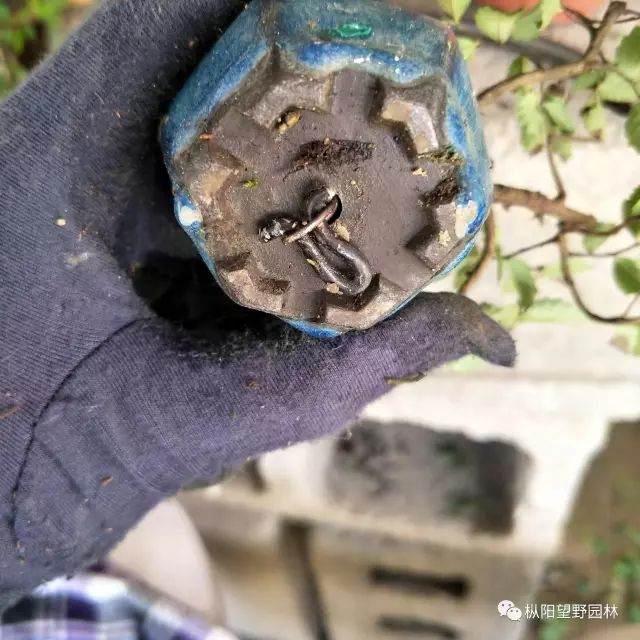 图解 树木盆景上盆与翻盆的12个过程