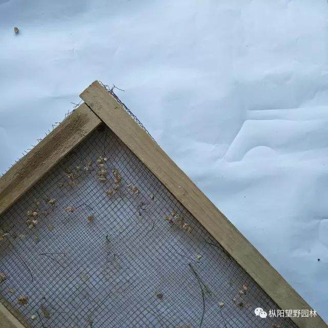 图解 树木盆景上盆与翻盆的12个过程