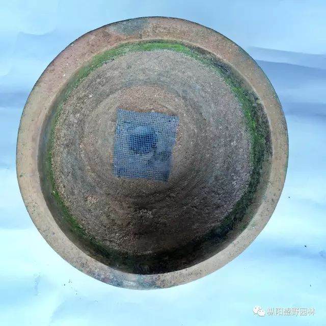 图解 树木盆景上盆与翻盆的12个过程