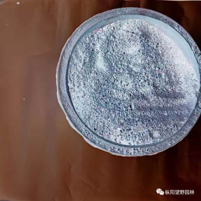 图解 树木盆景上盆与翻盆的12个过程