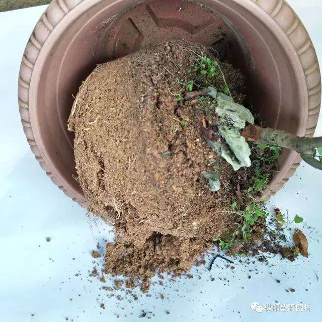 图解 树木盆景上盆与翻盆的12个过程