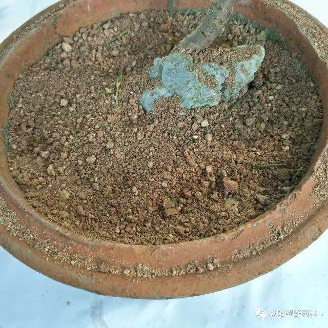 图解 树木盆景上盆与翻盆的12个过程