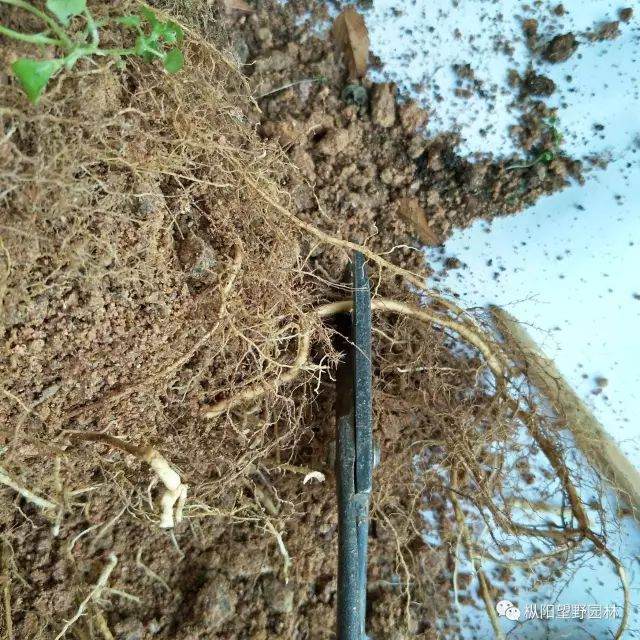 图解 树木盆景上盆与翻盆的12个过程