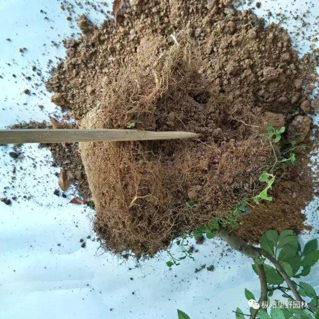 图解 树木盆景上盆与翻盆的12个过程