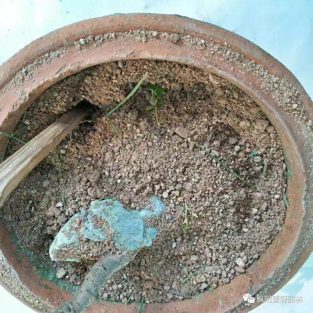 图解 树木盆景上盆与翻盆的12个过程