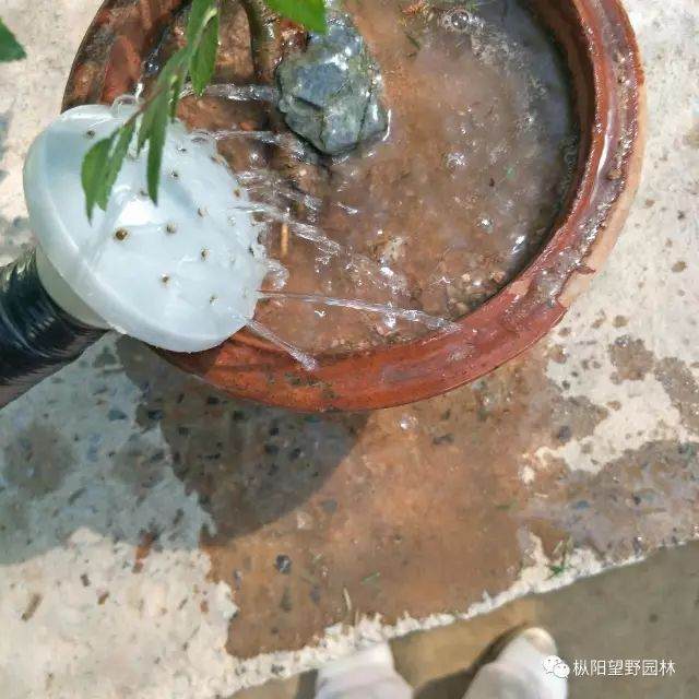 图解 树木盆景上盆与翻盆的12个过程