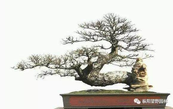 图解 树木盆景上盆与翻盆的12个过程