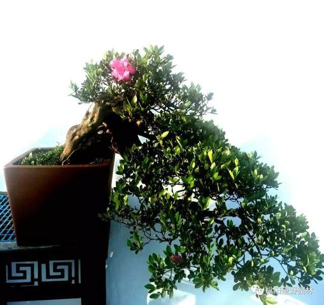 图解 树木盆景上盆与翻盆的12个过程