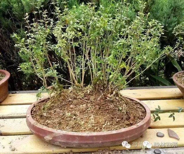 图解 本人对六月雪盆景上盆的全过程