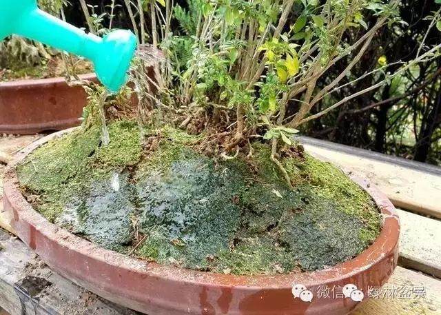 图解 本人对六月雪盆景上盆的全过程