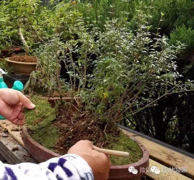 图解 本人对六月雪盆景上盆的全过程