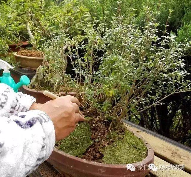 图解 本人对六月雪盆景上盆的全过程