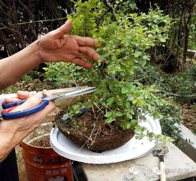 图解 本人对六月雪盆景上盆的全过程