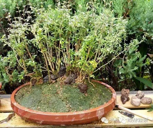 图解 本人对六月雪盆景上盆的全过程