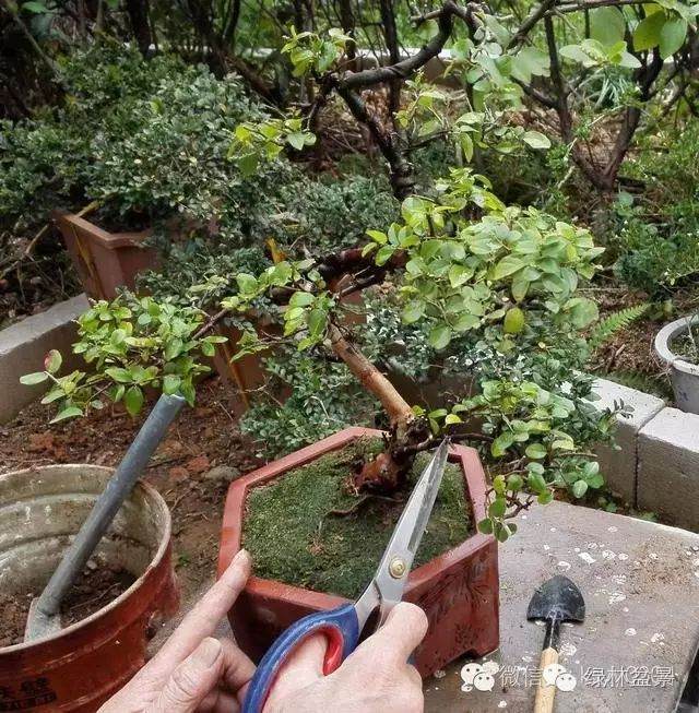 图解 本人对六月雪盆景上盆的全过程