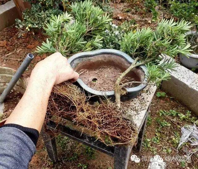 图解 本人对六月雪盆景上盆的全过程